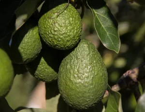 avocados 2685821 640