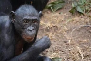 bonobo şempanzesi 