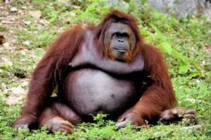 borneo orangutanı
