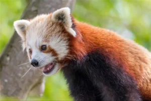 kızıl panda 