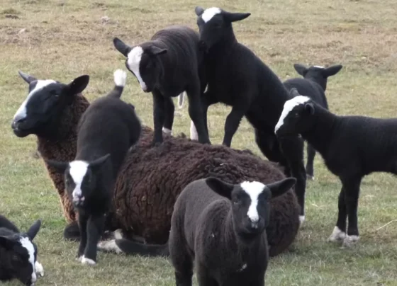 Zwartbles koyunu özellikleri