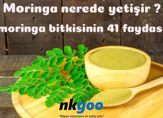 moringa nerede yetişir