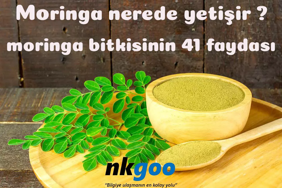 Moringa nerede yetişir ? Moringa bitkisinin 41 faydası