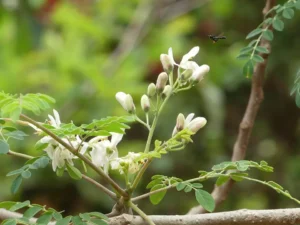 moringa nerede yetişir 