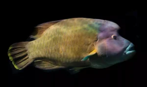 napolyon balığı 