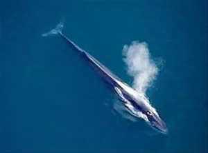 oluklu balina 
