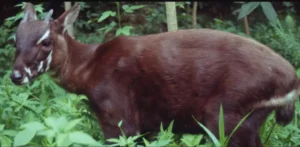 saola 