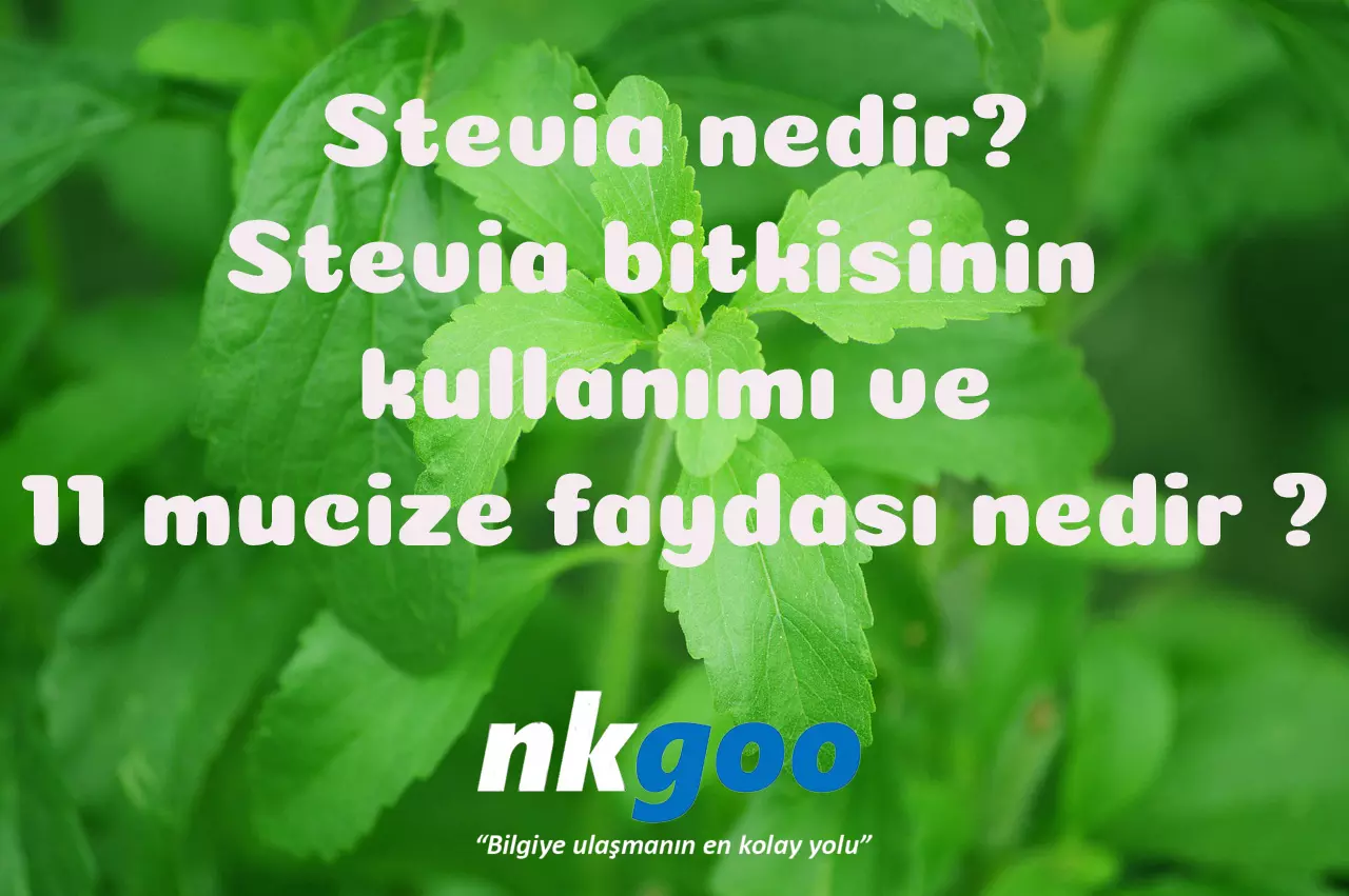 Stevia Nedir? Nasıl kullanılır? Stevia’nın 11 faydası