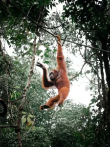 sumatra orangutanı