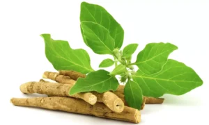 Ashwagandha nedir 