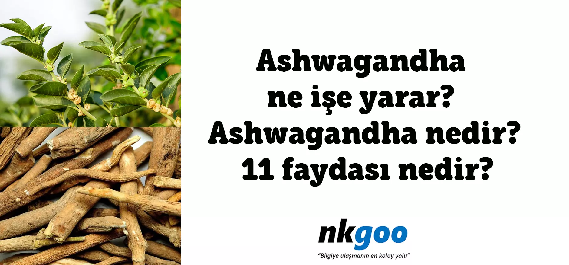 Ashwagandha ne işe yarar? Ashwagandha nedir?11 faydası