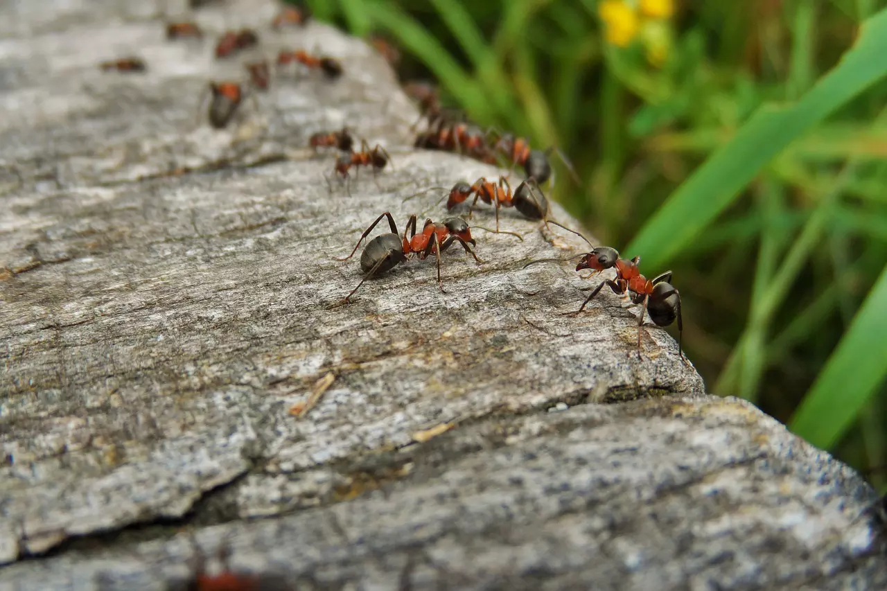 Karınca ilacı yapımı? Karıncadan kurtulmanın 22 yolu