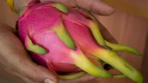 pitaya ejder meyvesi faydaları 