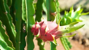 pitaya ejder meyvesi faydaları