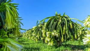 pitaya ejder meyvesi faydaları 