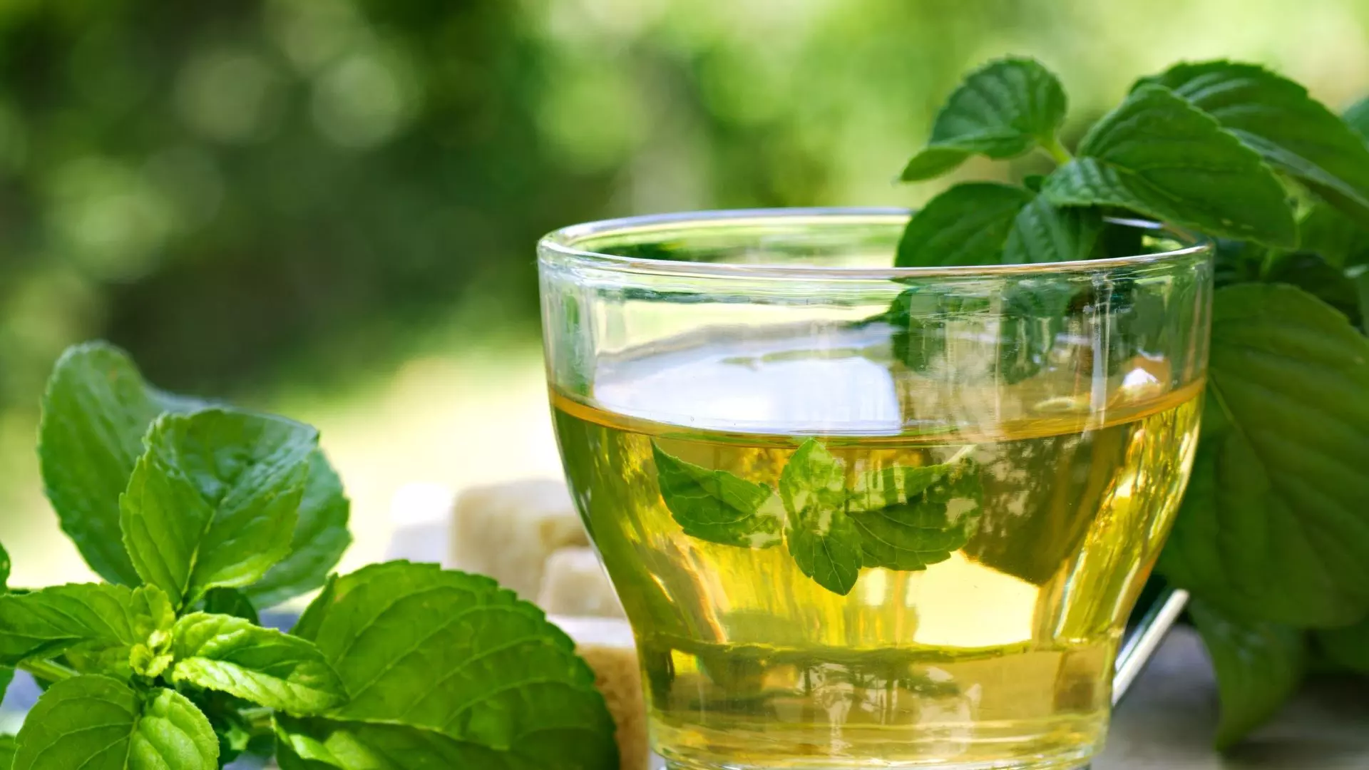 Yeşil çay diyeti, faydaları, Zayıflamaya etkisi