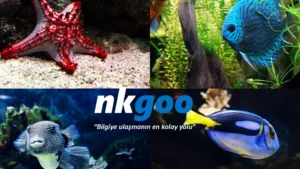 Oseonografya nedir 