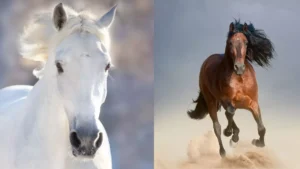 at ile ilgili sozler 