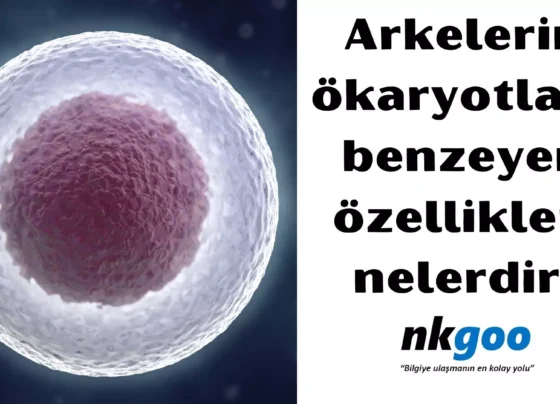 Arkelerin okaryotlara benzeyen ozellikleri