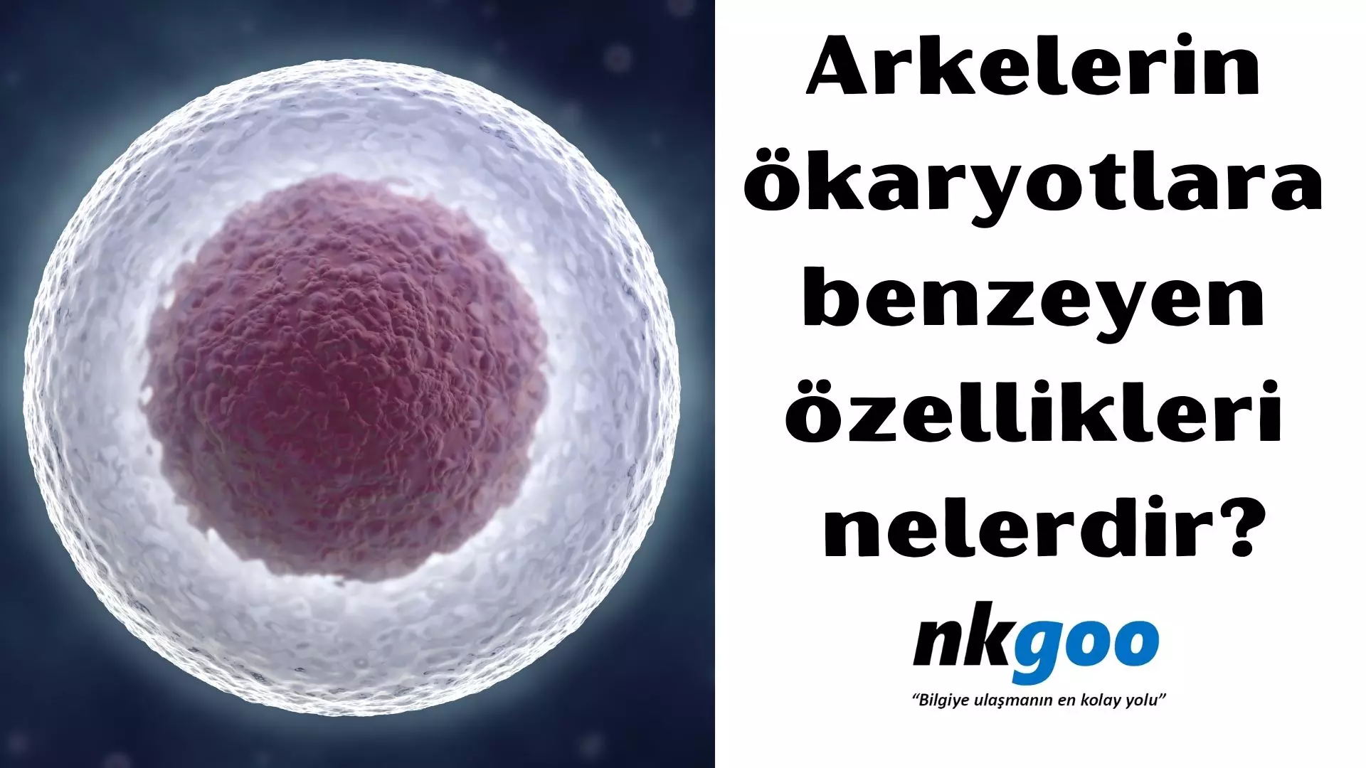 Arkelerin ökaryotlara benzeyen özellikleri