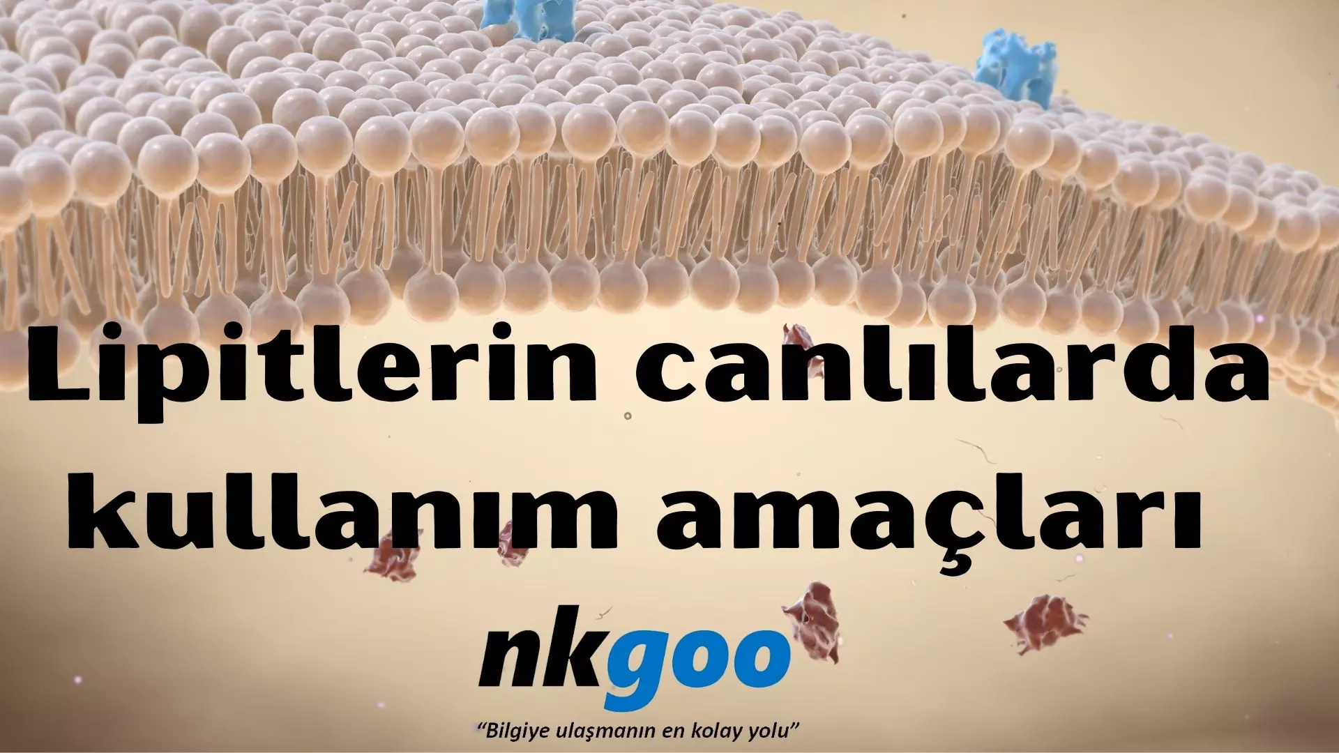 Lipitlerin canlılarda kullanım amaçları nelerdir?