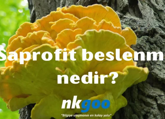 Saprofit beslenme nedir