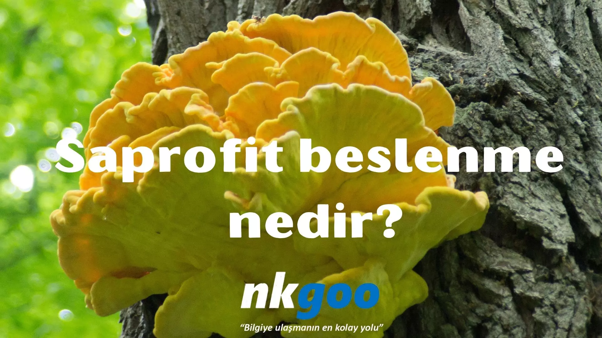 Saprofit beslenme nedir? Saprofit Örnekleri