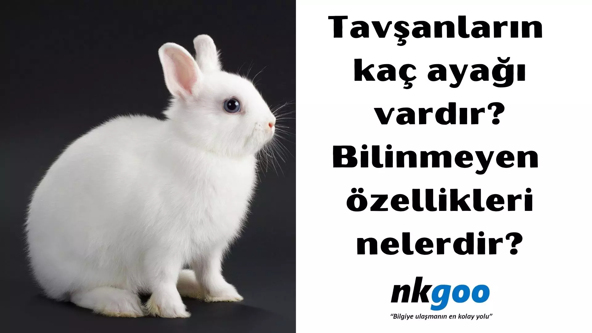 Tavşanların kaç ayağı vardır? Bilinmeyen özellikleri