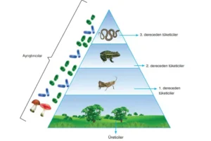 ekoloji piramidi 