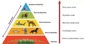 ekoloji piramidi 