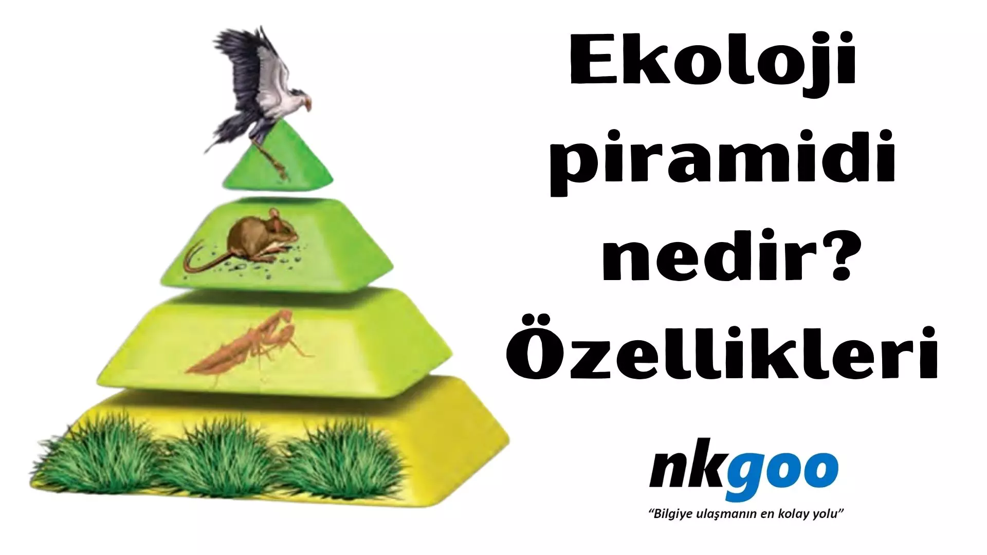 Ekoloji piramidi nedir? Özellikleri nelerdir?