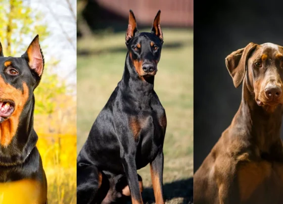 Doberman Ozellikleri