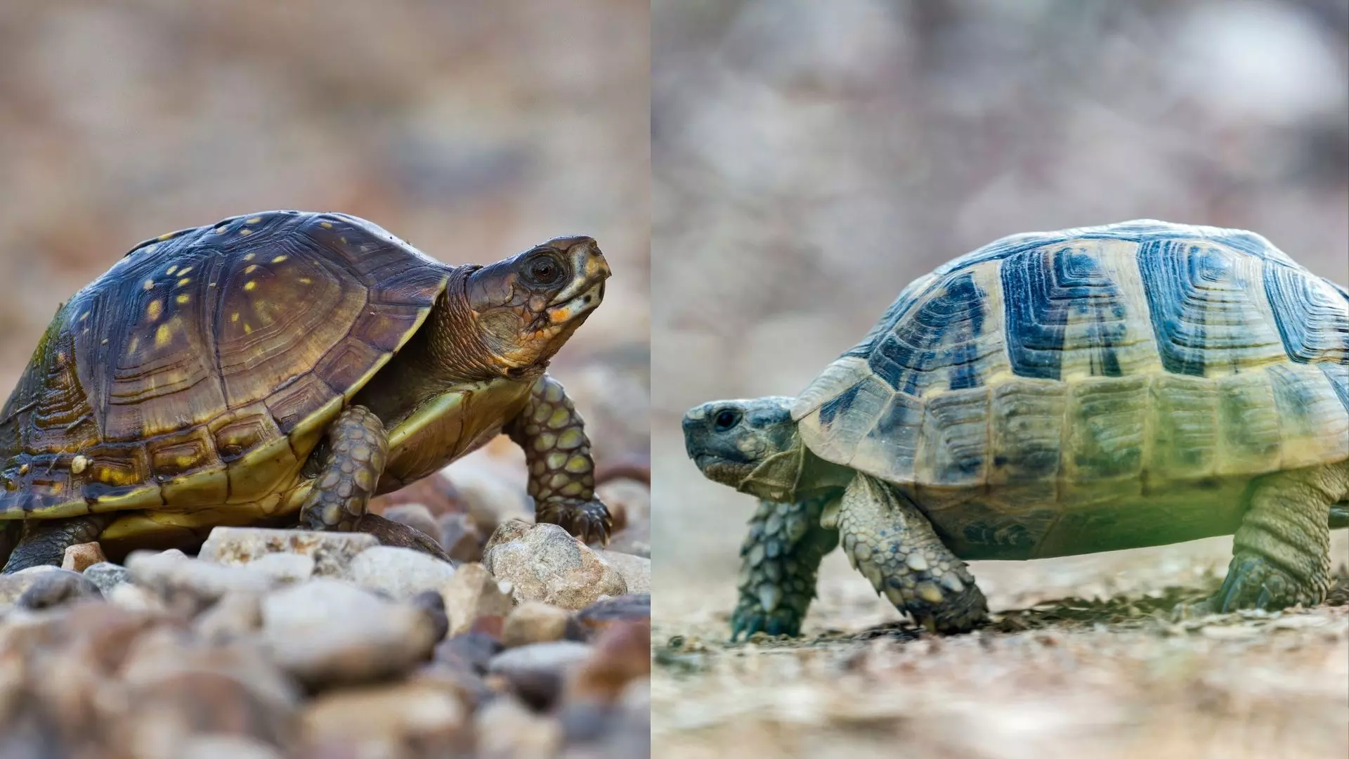 Kaplumbağa Özellikleri Nelerdir? Kaç Yıl Yaşar?