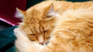 Sarman Kedi Ozellikleri Nelerdir 