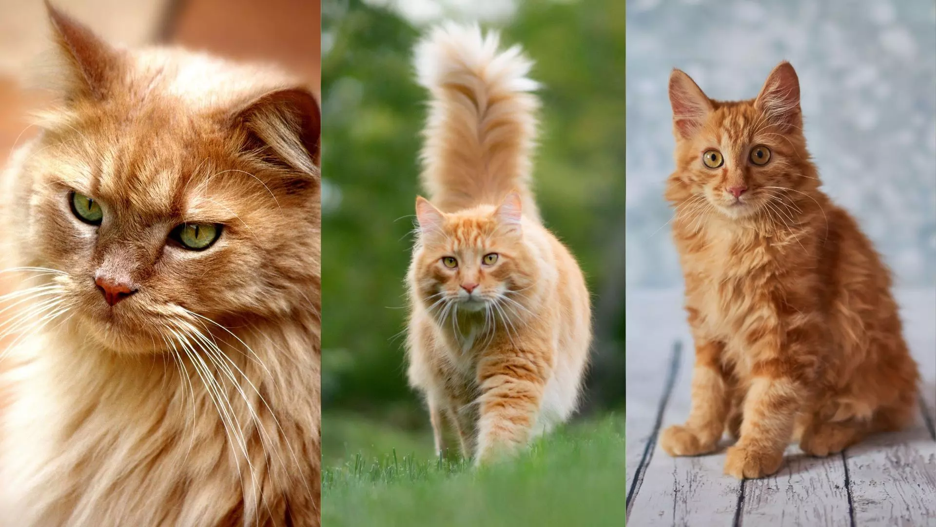Sarman Kedi Özellikleri Nelerdir?