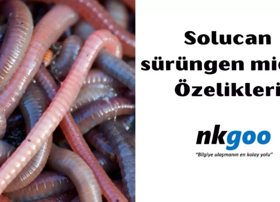 Solucan surungen midir