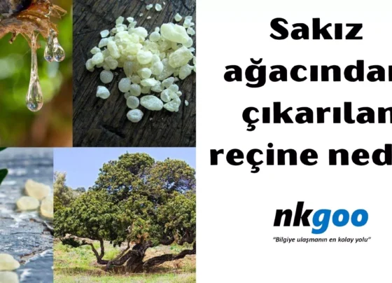 Sakız ağacından çıkarılan reçine