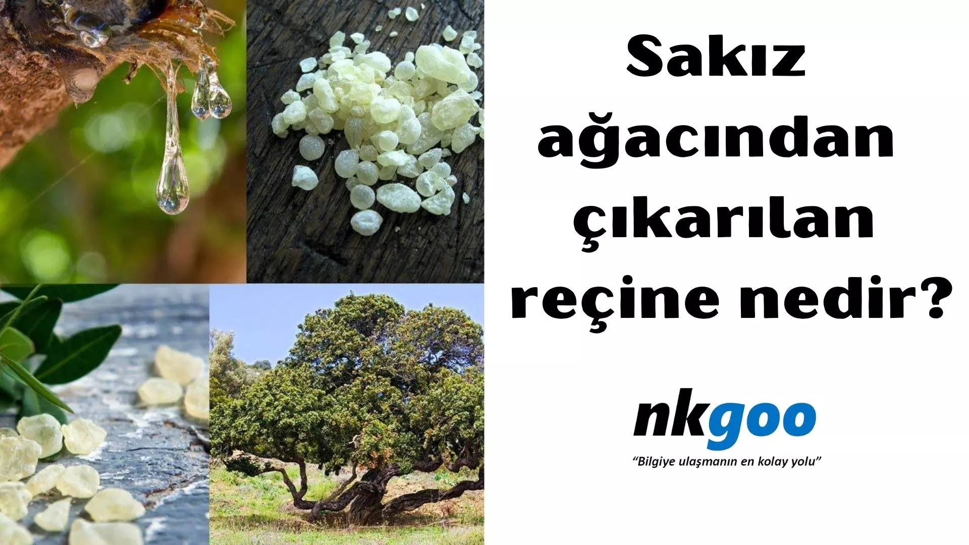 Sakız ağacından çıkarılan reçine nedir?