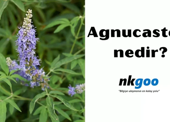 Agnucaston nedir