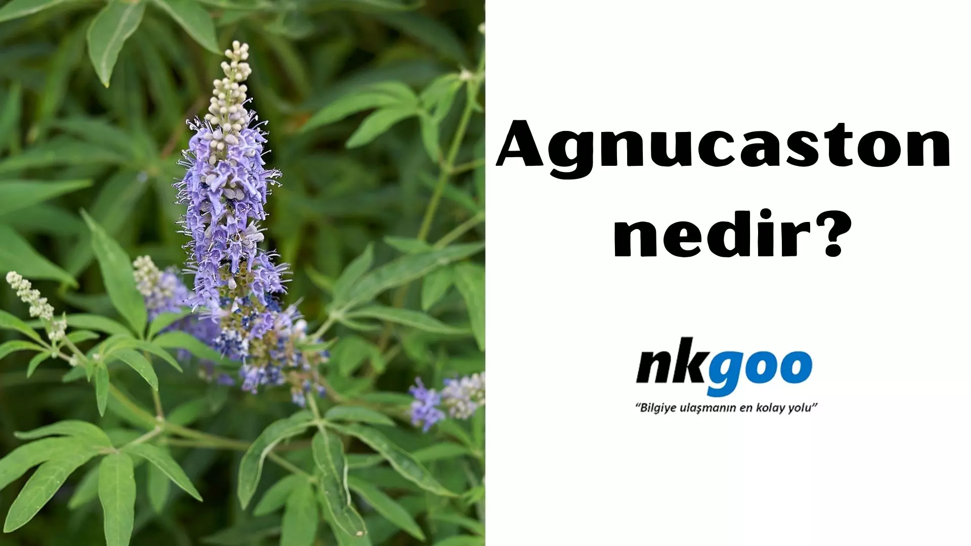 Agnucaston nedir? Ne için kullanılır? 6 faydası