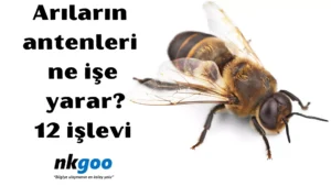 Arıların antenleri ne işe yarar