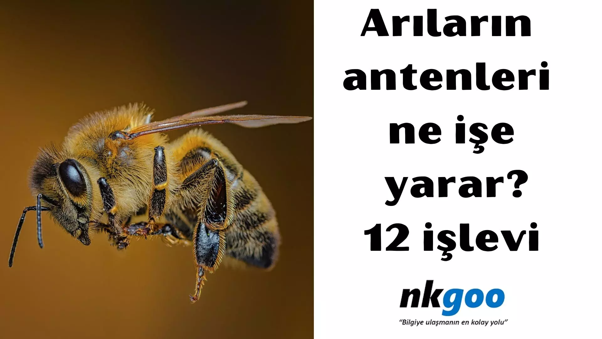 Arıların antenleri ne işe yarar? 12 işlevi