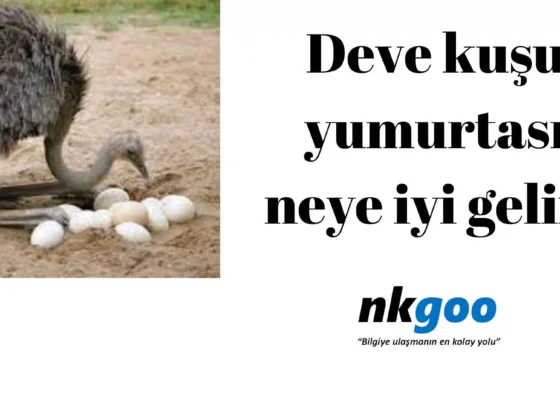 deve kuşu yumurtası neye iyi gelir