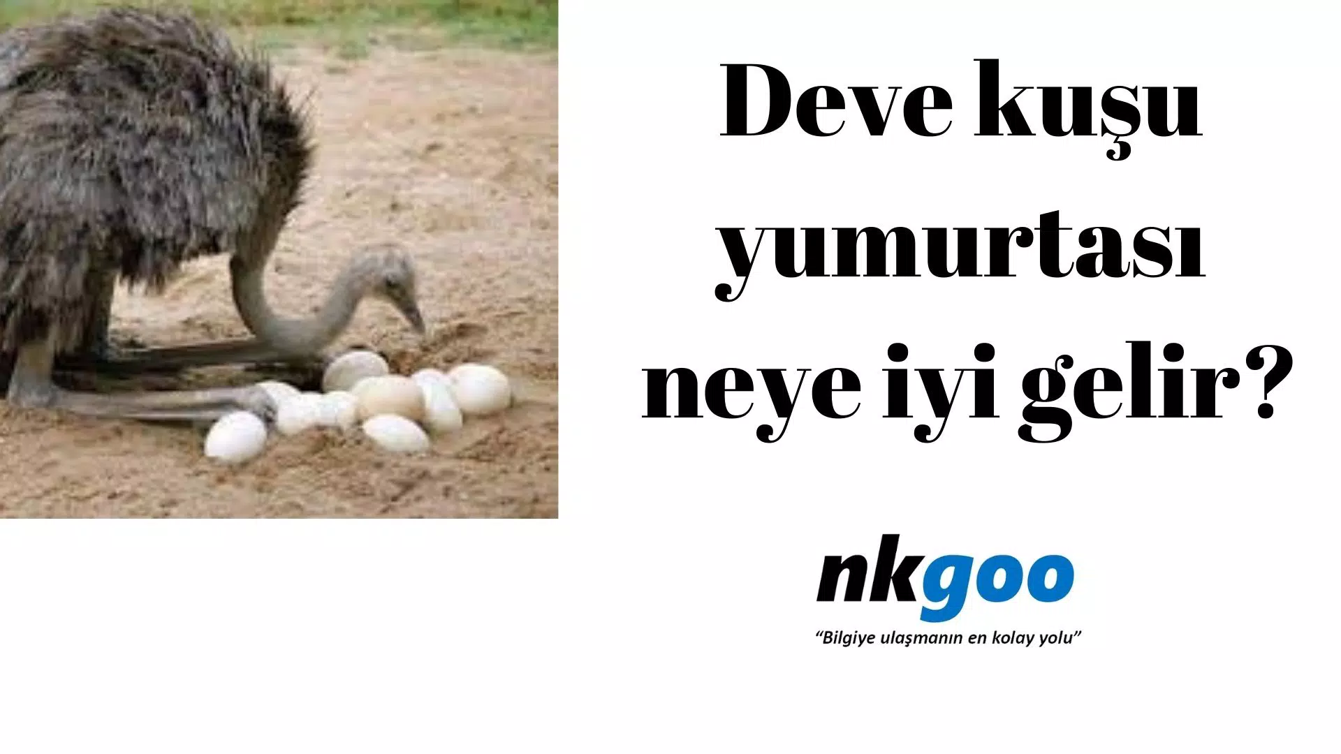 Deve kuşu yumurtası neye iyi gelir?