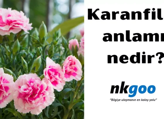 Karanfilin anlamı nedir