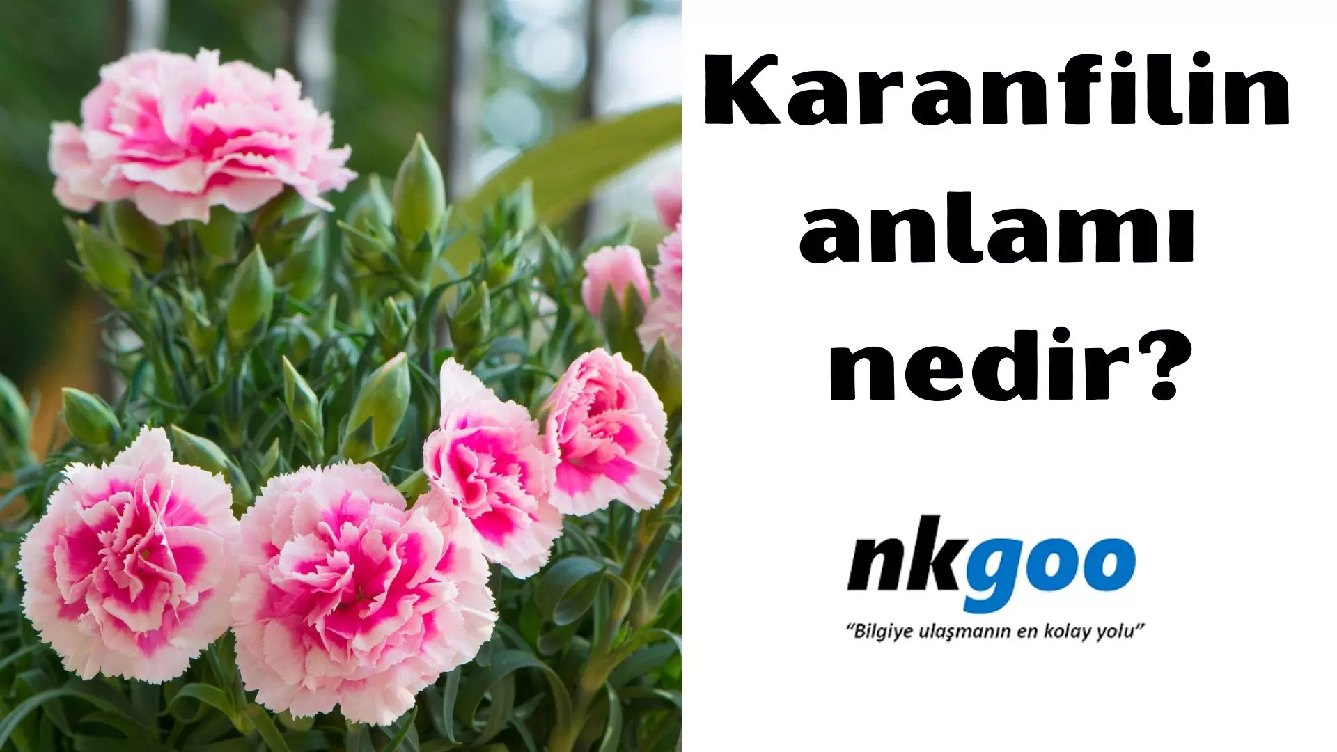 Karanfilin anlamı nedir? 5 farklı anlamı