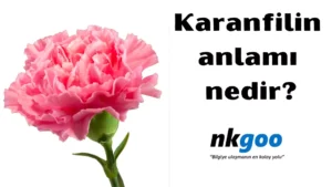 Karanfilin anlamı nedir