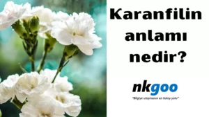 Karanfilin anlamı nedir