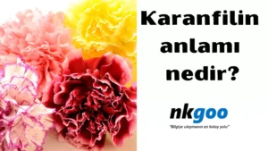 Karanfilin anlamı nedir