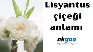 Lisyantus çiçeği anlamı 